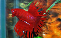 Kampffisch Crowntail Männchen 2