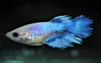 Kampffisch Crowntail Weibchen gallery