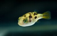 Zwergkugelfisch