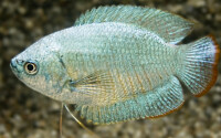 Zwergfadenfisch Kobalt blau 1
