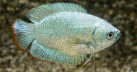 Zwergfadenfisch Kobalt blau 2