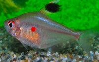 Kirschflecksalmler 1