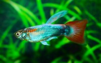 Guppy neon Tuxedo rot Mann