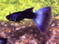 Guppy Moskau Blau gallery