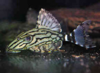 L191 Dull Eyed Royal Pleco 2