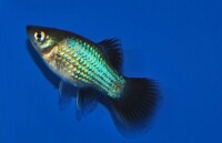 Platy Blau Wagtail