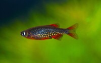 Perlhuhnbärbling / Galaxy Rasbora 1