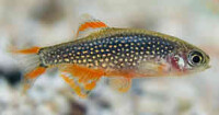 Perlhuhnbärbling / Galaxy Rasbora 2