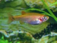 Kardinalfisch Gold 2