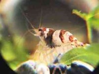 Hummel Zwerggarnele