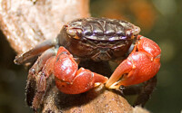 Rote Mangrovenkrabbe
