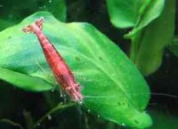 Red Cherry Zwerggarnele