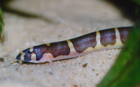 Geflecktes Dornauge