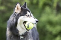 KONG Air Squeaker Tennis Ball S 5 cm 3 Stück 4