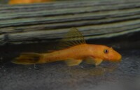 Roter Ancistrus 2