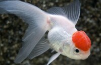 Oranda Rotkopf Löwenkopf 1