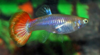 Guppy Sunset Frau