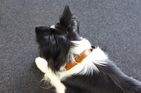 HALSBAND LYABO S/M 31/39CM 20MM BRAUN 4