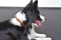 HALSBAND LYABO M 36/44CM 20MM BRAUN 5