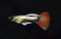 Guppy Weihnachtsmann 2