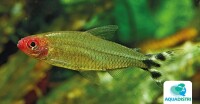Blehers Rotkopfsalmler - Hemigrammus ble gallery