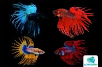 Kampffisch Crowntail Plakat Fancy M&auml gallery