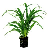 AP-CHLOROPHYTUM BICHETTII 5 CM TOPF