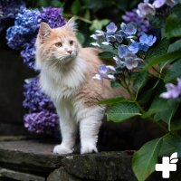 REAVET Hygiene-Spray 1L