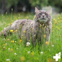 REAVET Hygiene-Spray 1L