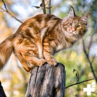 REAVET Hygiene-Spray 1L