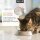 Darmöl Katzen 50ml