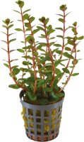 AP-ROTALA BLOOD RED 5 CM TOPF