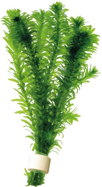 AP-ELODEA DENSA TERRA COTTA