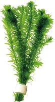 AP-ELODEA DENSA TERRA COTTA