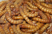 Mehlwürmer Groß 1kg im Karton gallery