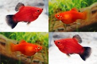 Coral Platy Mix - Xiphophorus maculatus  gallery