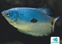 Blauer Fadenfisch gallery
