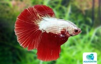 Kampffisch Halfmoon Platinum Red – gallery