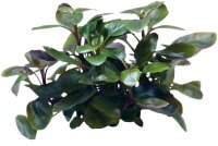 EASY GROW 67 LOBELIA CARDINALIS DWARF
