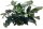 EASY GROW 67 LOBELIA CARDINALIS DWARF