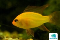 Südamerikanischer Schmetterlingsbun gallery