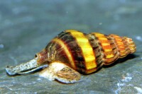 Raubturmdeckelschnecke 2