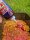 ANACONDA Stick Mix Additive 250ml Amarena Cherry