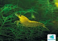 Sakura Gelbe Garnele gallery