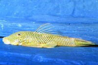 Gebirgsharnischwels L146 gallery