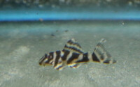 Tiger Zwergschilderwels L080 gallery