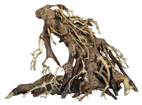 ginseng bonsai ingrijire Bonsai Ginseng in forma S – Secret Garden Plant Shop