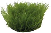 EASY GROW 58 LEPTODICTYUM RIPARUM gallery