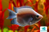 Küssender Gurami Pink Balloon gallery