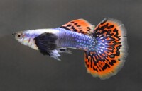 Guppy Dumbo Ear Blau Mosaic Mann gallery